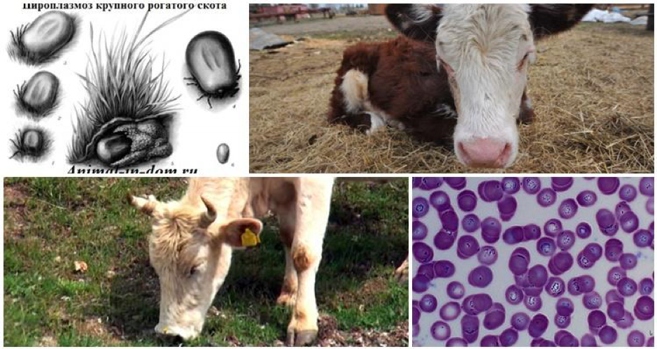 Bệnh Piroplasmosis ở gia súc
