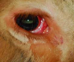 Bệnh về mắt ở gia súc
