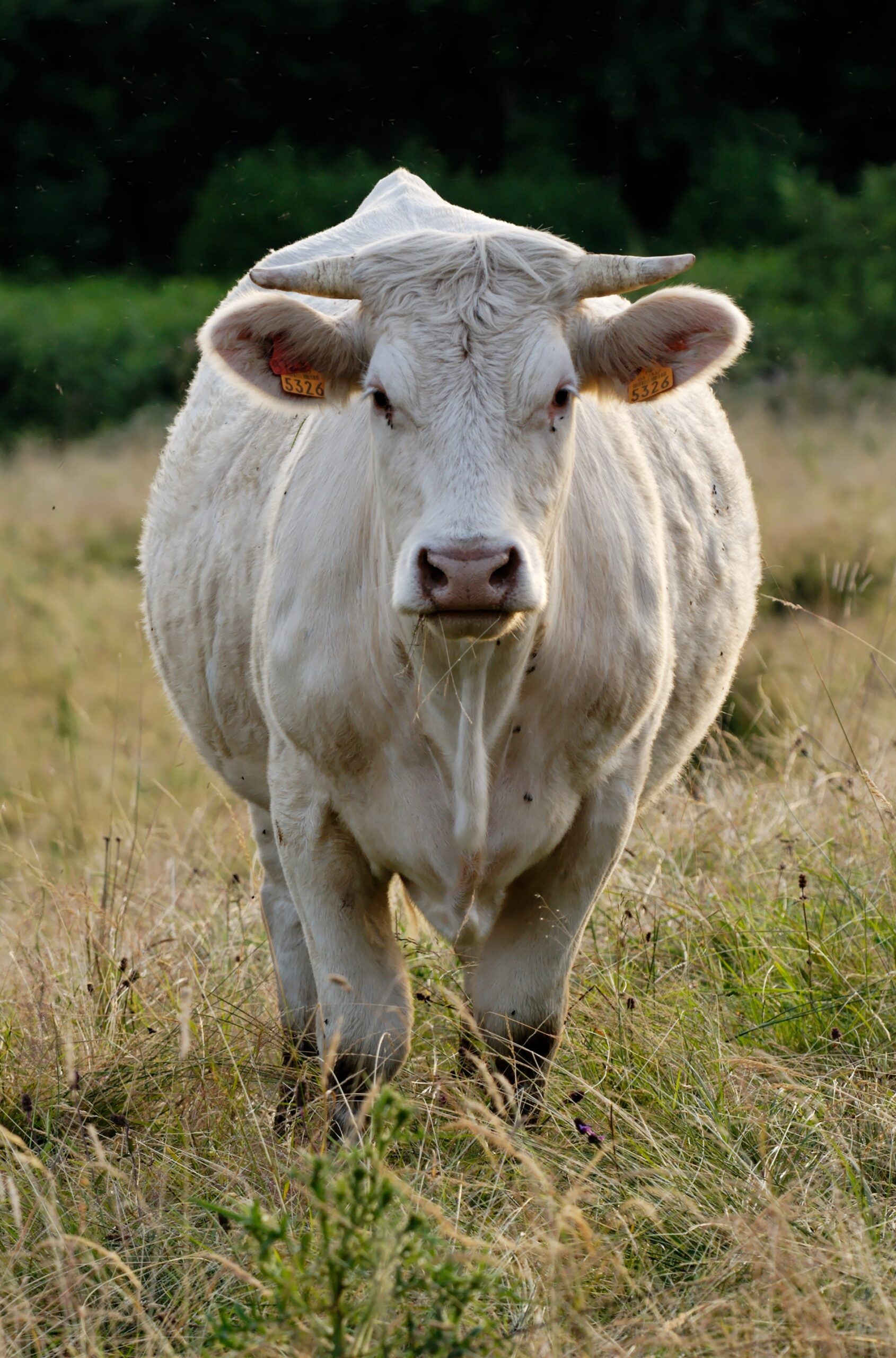 Biệt danh cho con bò và con bê – cách chọn, những gì cần xem xét, ví dụ phổ biến