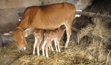 Các bệnh thường gặp ở bò sau khi đẻ