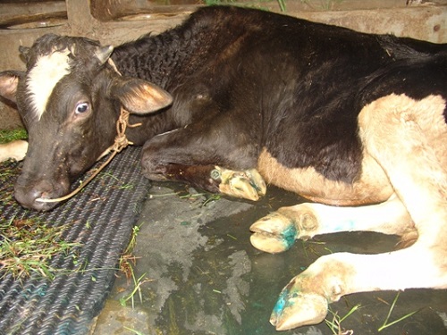 Các loại bệnh nhiễm trùng ở bê và gia súc