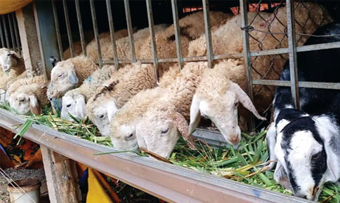 Cách chăn nuôi cừu đúng cách: dậy thì và chu kỳ ở cừu, giao phối, cách nhận biết khi nào cừu động dục