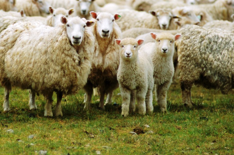 Cách cho cừu ăn đúng cách: vào mùa đông, chăn nuôi cừu đực, sau khi sinh con, con non, định mức cho ăn