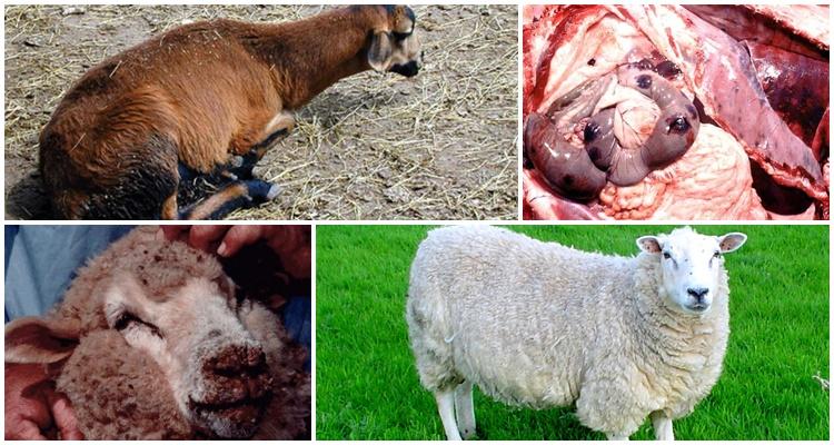 Cách nhận biết và điều trị bệnh bradzot ở cừu: dịch tễ học, tiêm phòng