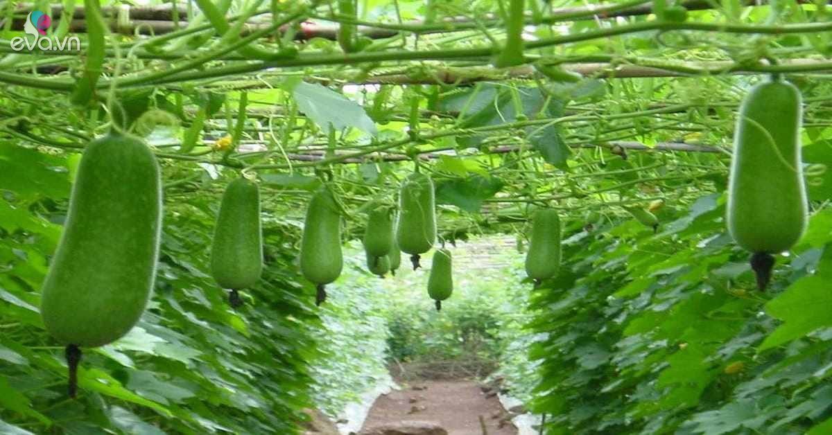 Cách trồng bầu sáp Benincasa: tính năng trồng và chăm sóc