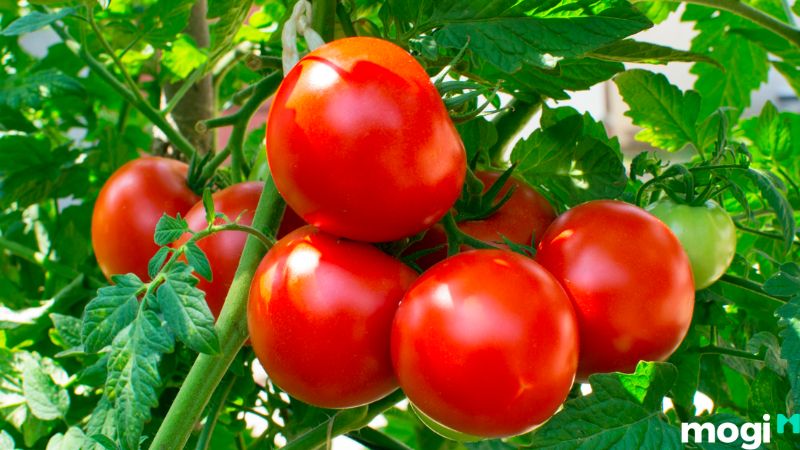 Cách trồng cà chua tại nhà: hướng dẫn từng bước, tính năng chăm sóc