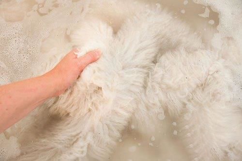 Cách và cách giặt len ​​cừu (lông cừu) tại nhà