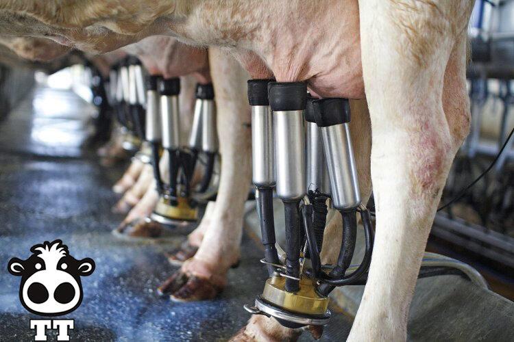 Cách vắt sữa bò đúng cách bằng máy vắt sữa