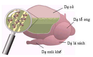 Cấu trúc dạ dày và hệ tiêu hóa của bò