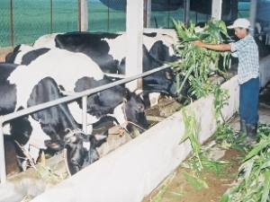 Chăn nuôi bò: cách chọn con tốt, lập hồ sơ, tổ chức chuồng bò, mua vật nuôi và thiết bị
