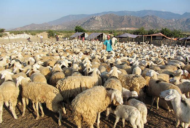 Chăn nuôi cừu non: dưỡng con yếu, không đứng dậy, kiêng ăn
