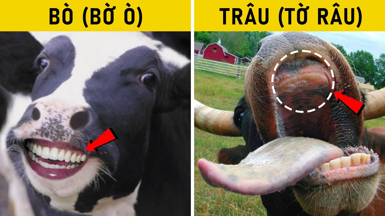 Con bò có răng không?
