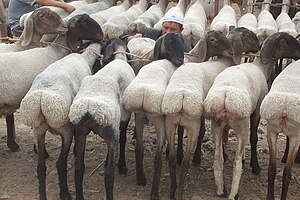 Cừu đuôi béo Kalmyk: đặc điểm chính