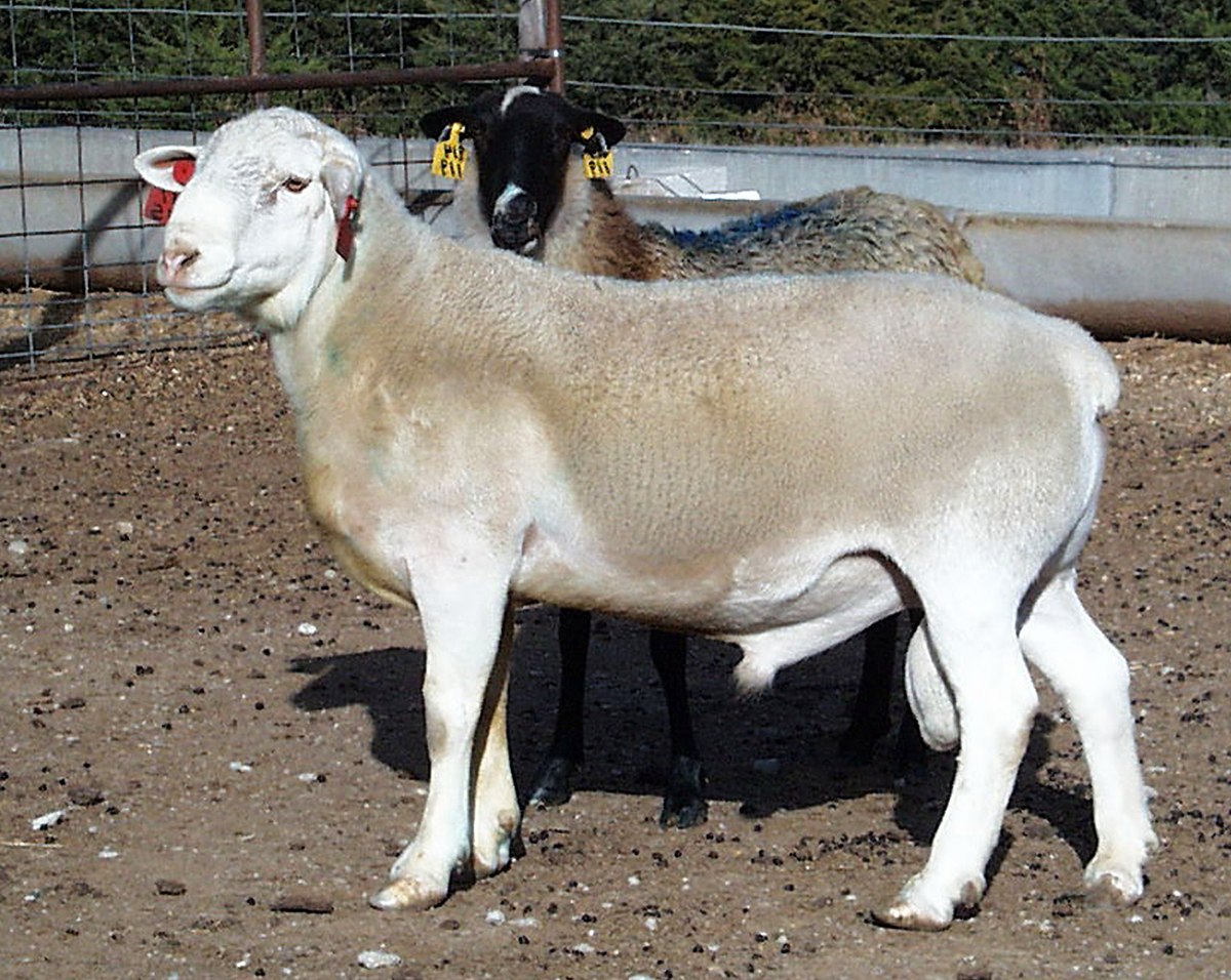 Cừu giống Dorper: đặc điểm của giống, mô tả