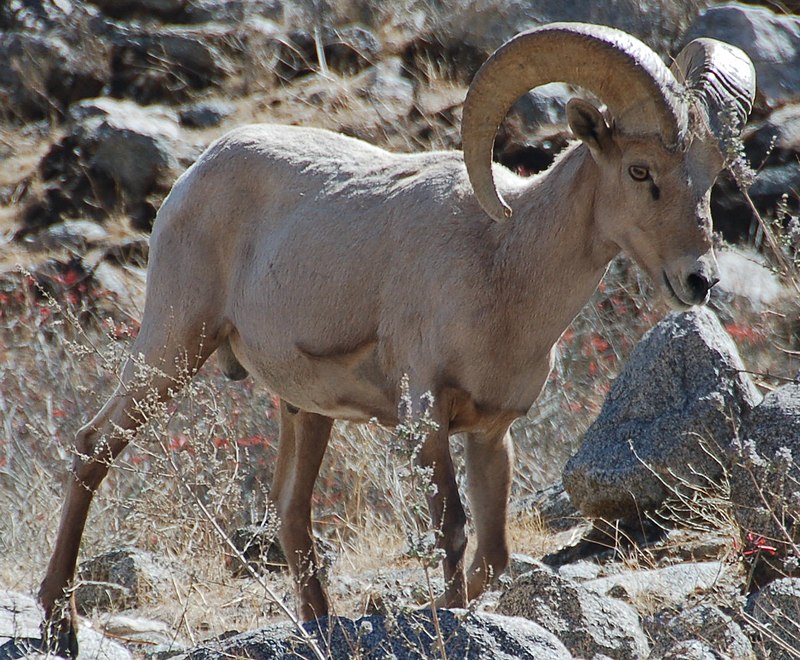 Cừu hoang dã: đặc điểm và các loại artiodactyl có sừng xoắn