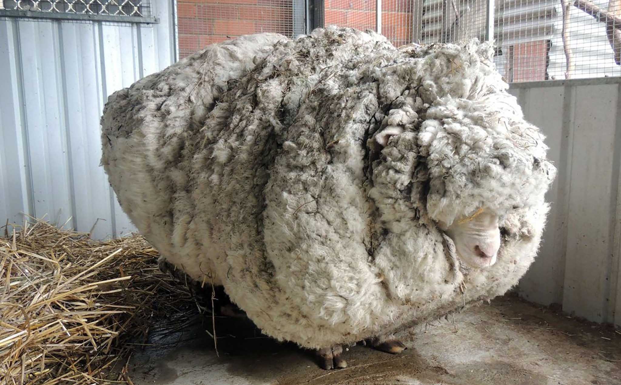 Cừu lông mượt Katum: mô tả, ưu điểm và nhược điểm của giống
