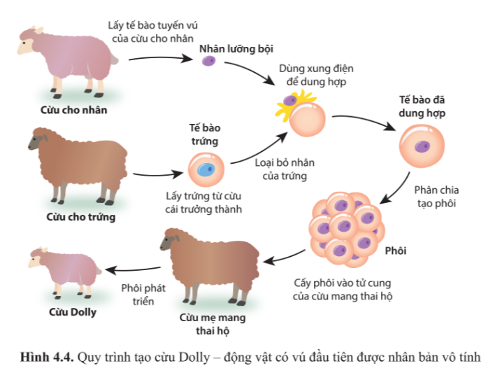 Cừu mang thai (có thai): một con cừu có thể sinh được bao nhiêu con cừu, tần suất mang thai