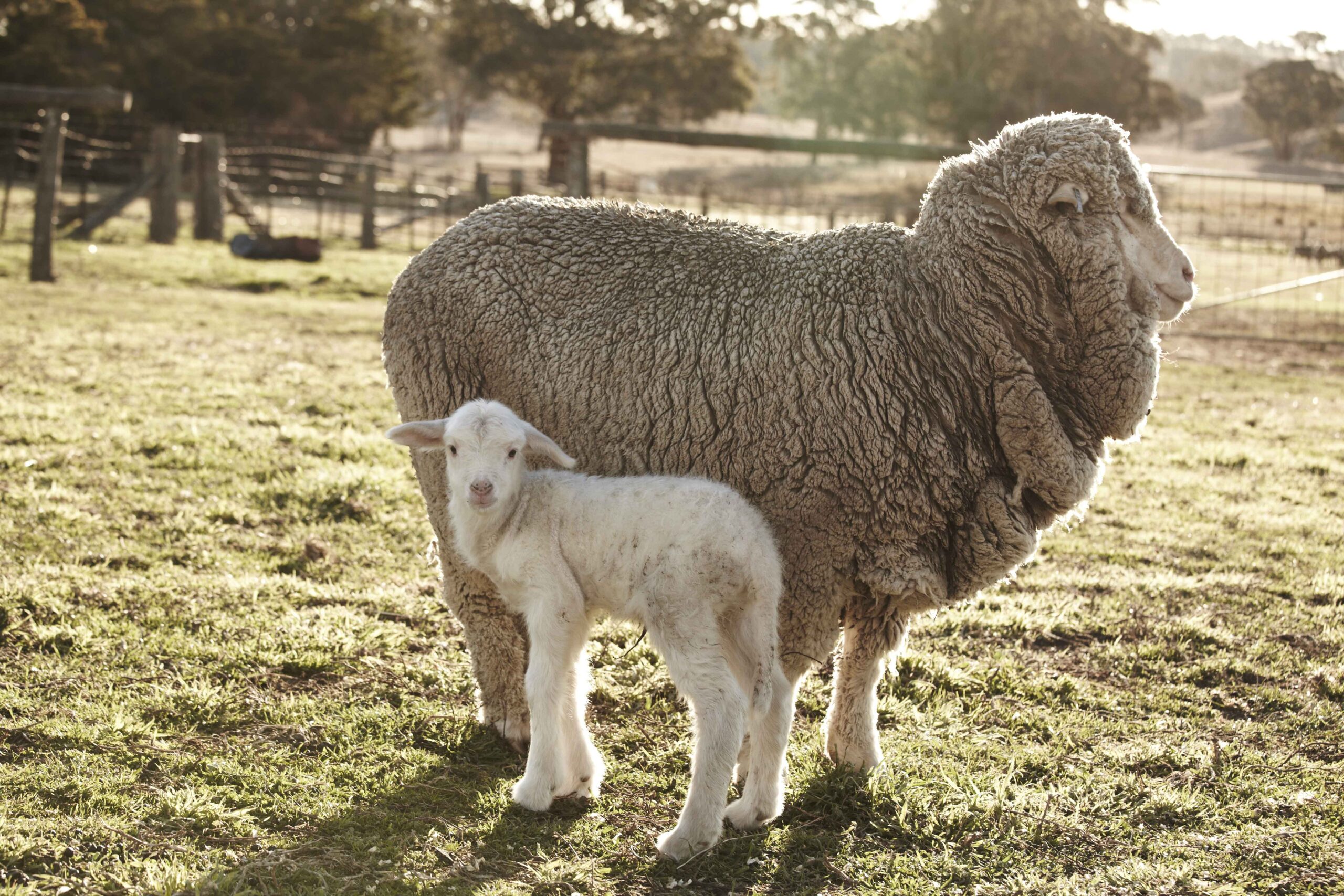 Cừu Merino: phẩm giá của giống, sự chăm sóc, giá trị của len