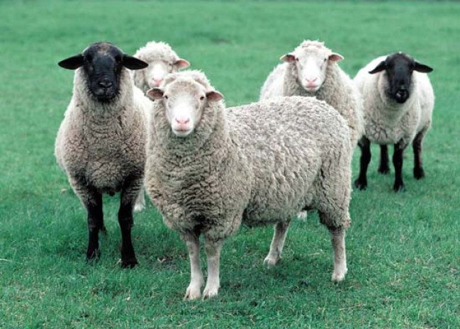 Cừu trang trí lùn Wessent: đặc điểm chăn nuôi