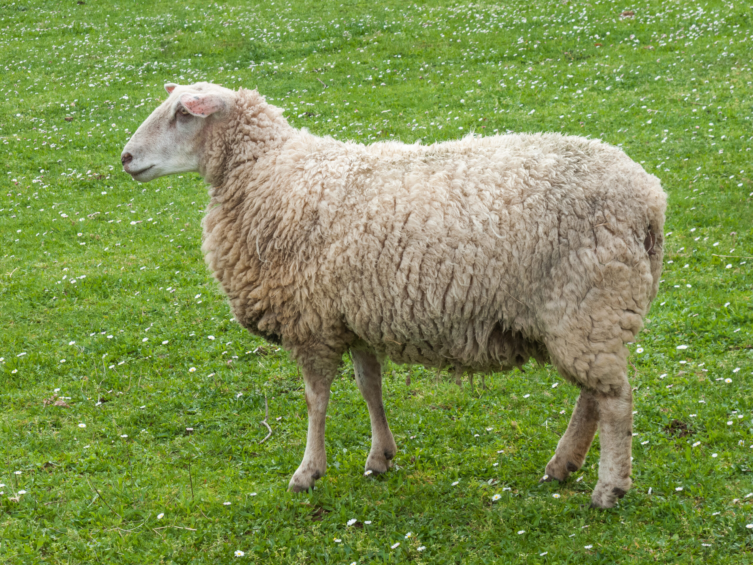 Cừu Tsigai: mô tả và đặc điểm của giống
