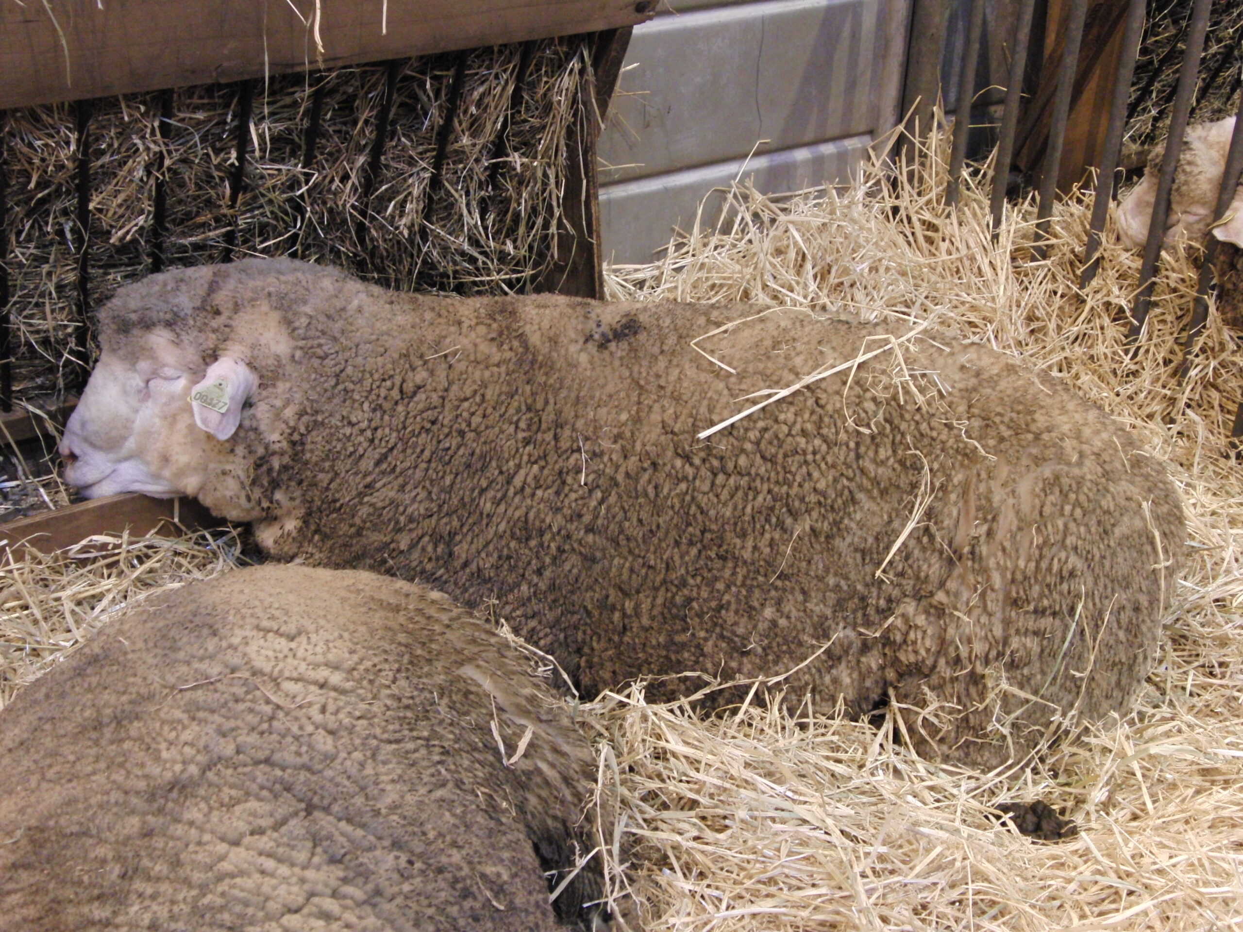 Đặc điểm của giống cừu Ile de France: mô tả, đặc điểm chăn nuôi