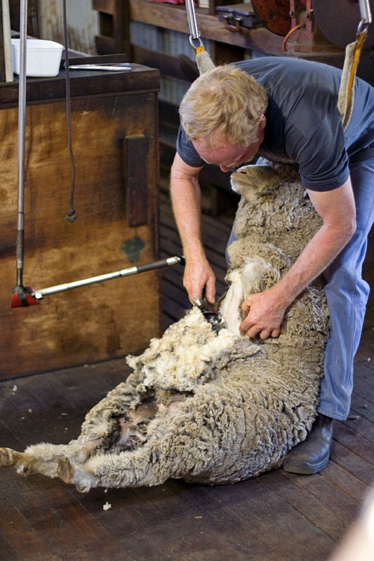 Đặc điểm của việc xén lông cừu thủ công: quy tắc chung về cách chọn kéo