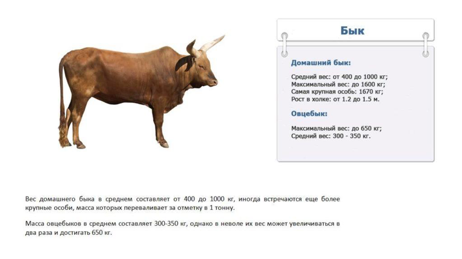 Điều gì quyết định trọng lượng trung bình của một con bò?