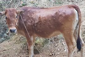 Điều trị bệnh viêm bao hoạt dịch ở bò
