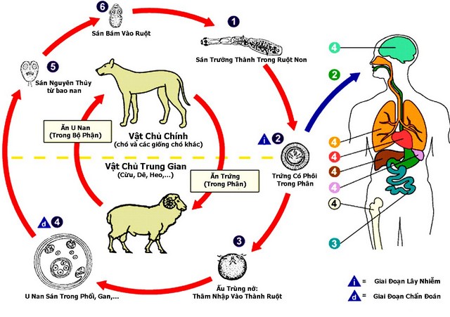 Điều trị giun ở cừu: thuốc, phát hiện, điều trị