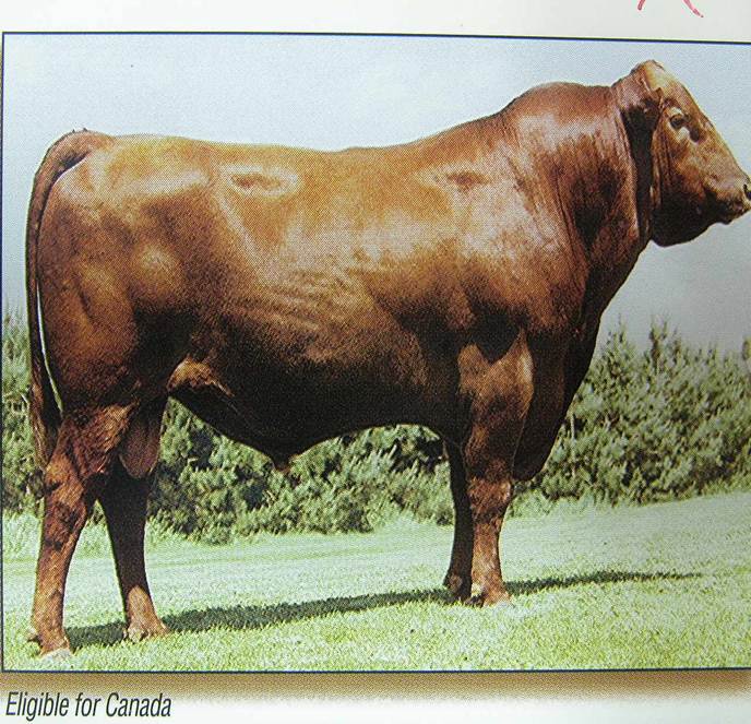 Giống bò Aberdeen Angus