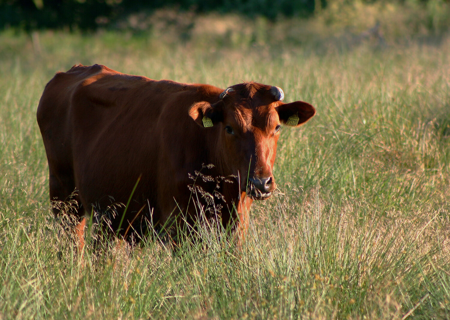 Giống bò Đan Mạch đỏ