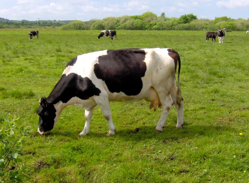 Giống bò Hà Lan