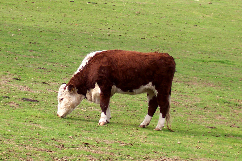 Giống bò Hereford