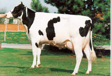 Giống bò Holstein