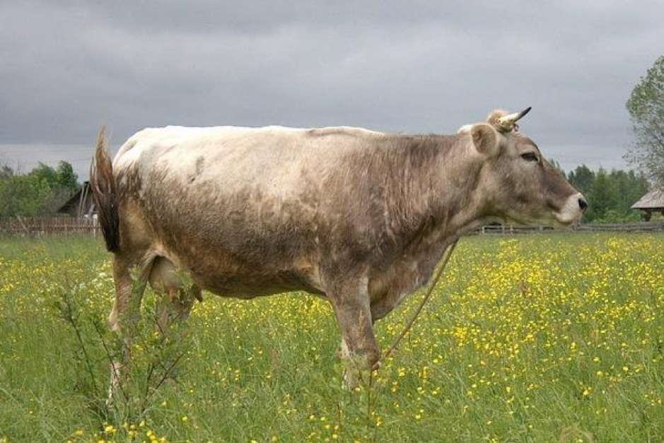 Giống bò Kostroma