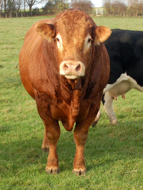 Giống bò Limousin