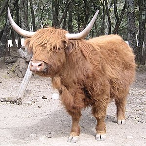 Giống bò Scotland