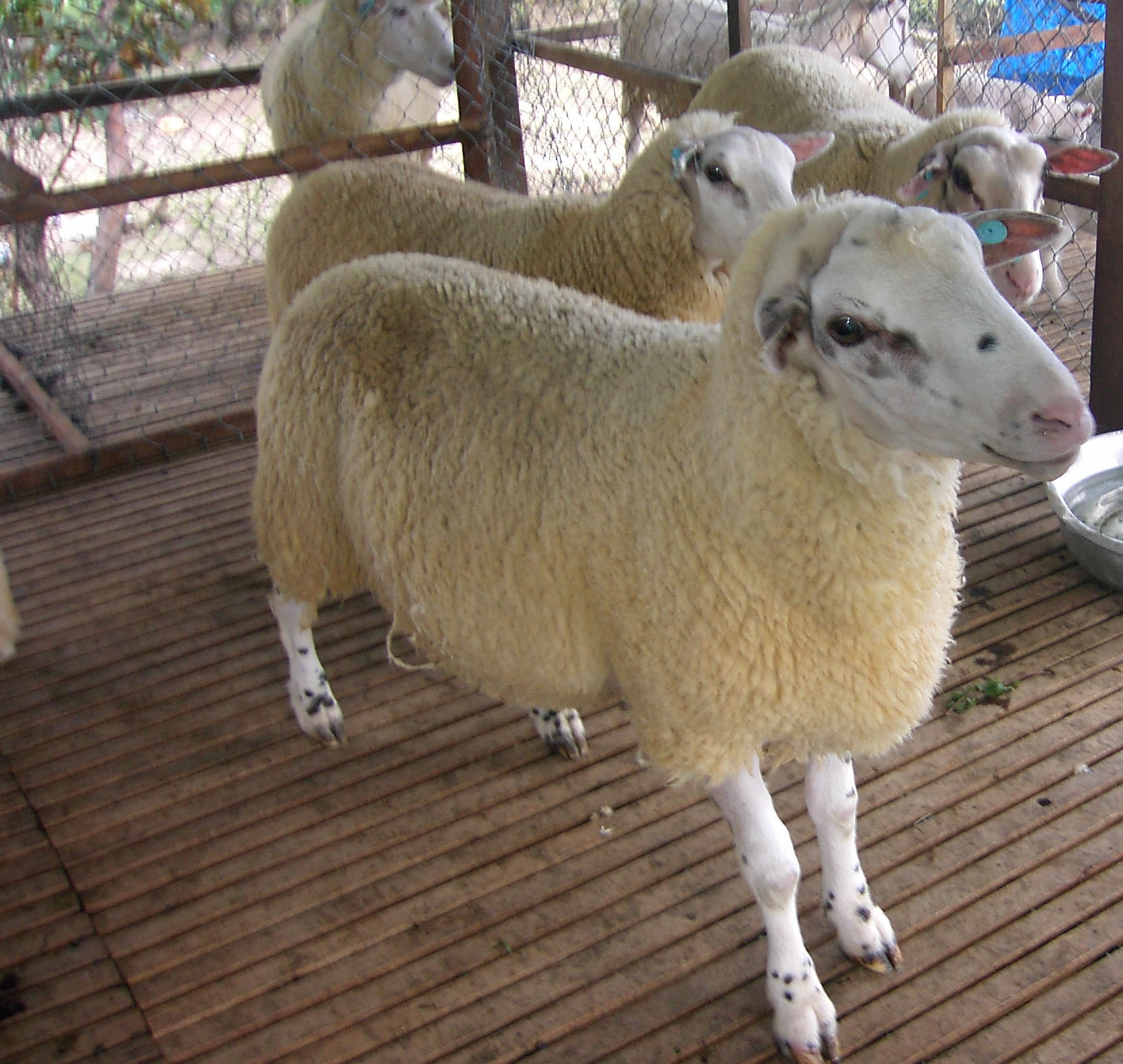 Giống cừu Gissar: quy tắc chăn nuôi, bảo trì và chăm sóc