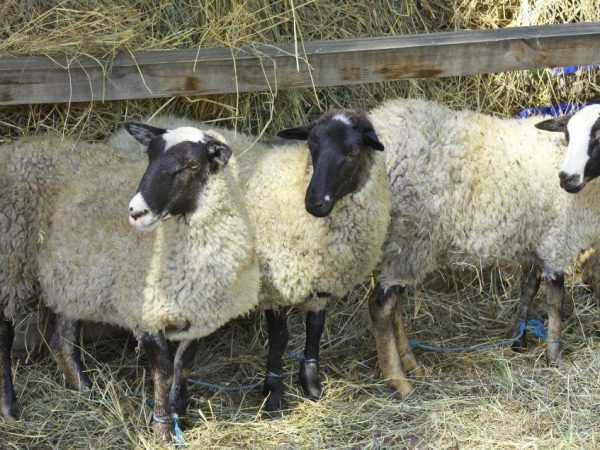 Giống cừu Romanovskaya: ngoại hình, ưu điểm và nhược điểm, cách chăm sóc
