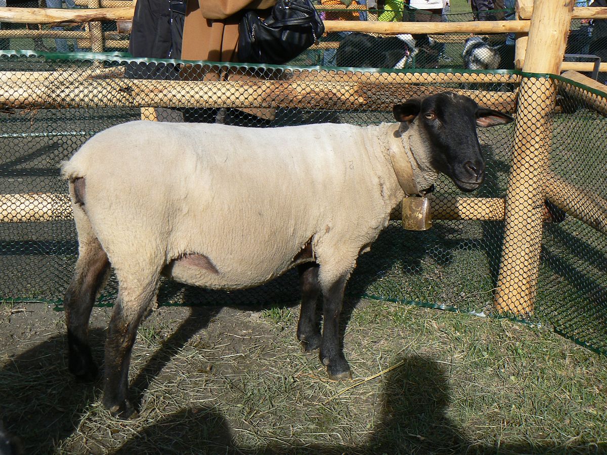 Giống cừu Suffolk của Anh: ngoại hình, mô tả về cừu và ram của giống