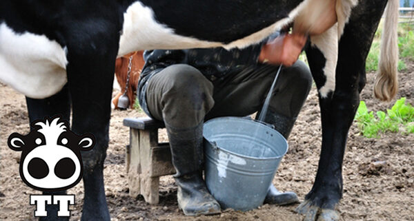 Làm thế nào để vắt sữa bò bằng phương pháp thủ công và phần cứng?