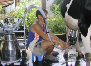Làm thế nào để vắt sữa bò sau khi đẻ?