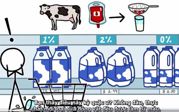 Máu trong sữa bò đến từ đâu?