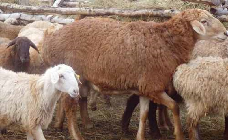 Mô tả, đặc điểm và chăn nuôi của giống cừu Edilbaev