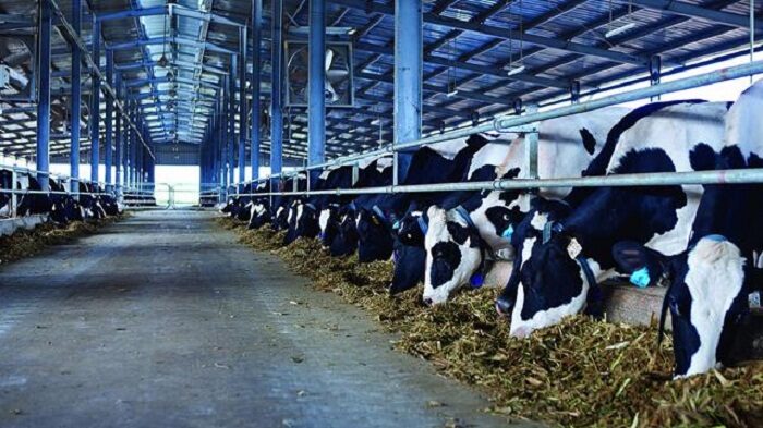 Một con bò cho bao nhiêu sữa mỗi ngày?