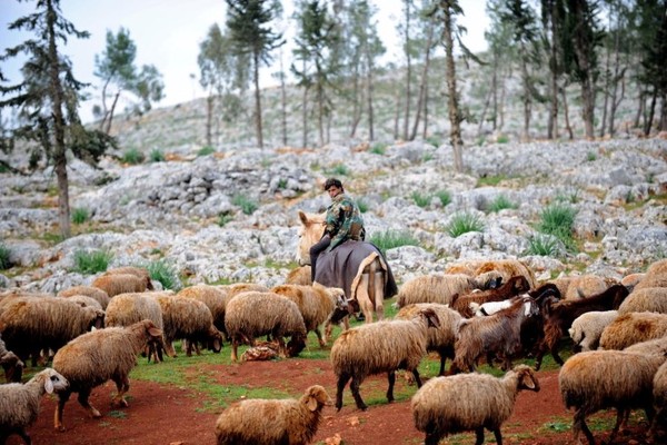 Người chăn cừu điện tử: ưu điểm và nhược điểm, quá trình làm quen với cừu