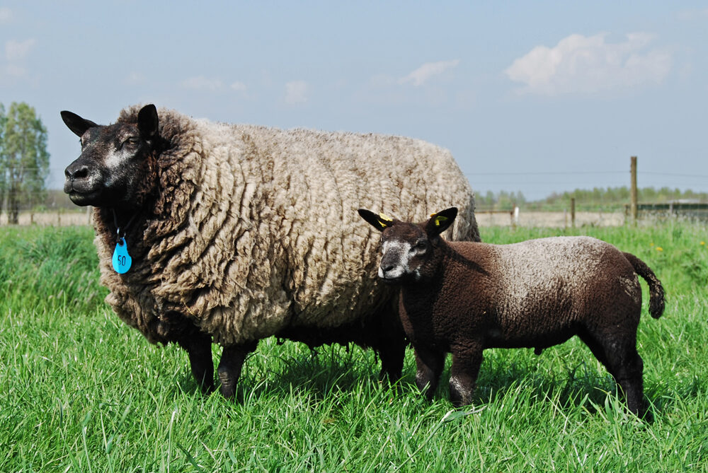 Thịt cừu Texel: mô tả, nguồn gốc, chăn nuôi