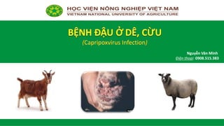 Virus đậu mùa ở cừu và dê: đặc điểm mầm bệnh, biện pháp kiểm soát và phòng ngừa