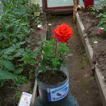 Agrotechnics of growing roses and caring for them