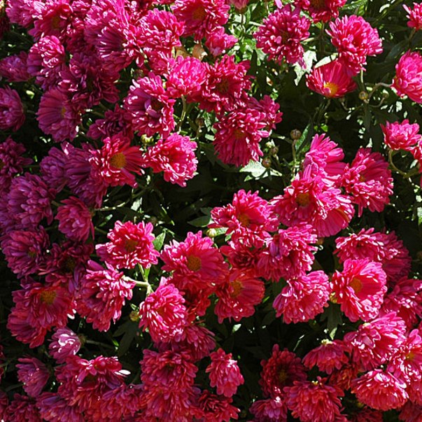chrysanthemums in the photo